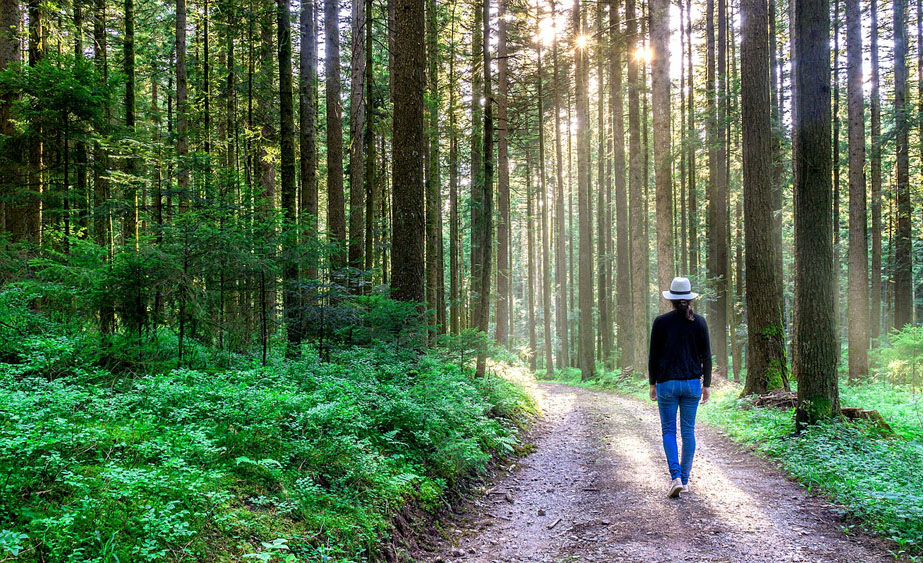 meditazione camminata nel bosco