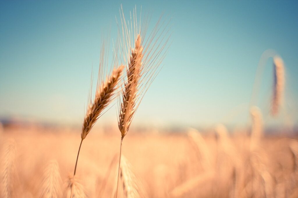 lughnasadh o lammas la festa del grano