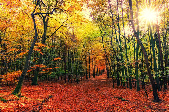 autunno bagno nella foresta